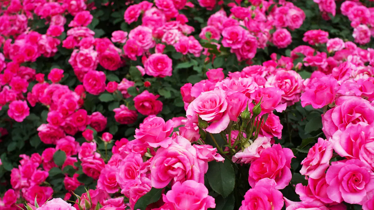 Po prostu rozcieńcz i podlej róże – a znów zakwitną. Ten nawóz nigdy nie zawodzi