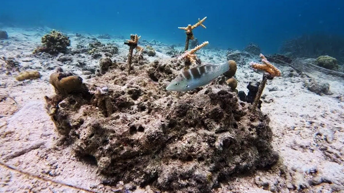 Zoo z Liberca odnawia zniszczony ekosystem w Indonezji. Na dnie morza sadzą trawy i przyklejają koralowce